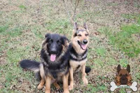 Purple (mid/long hair), a male German Shepherd Dog for sale in Chatsworth, GA – Photo 7 of 8