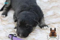 Purple (mid/long hair), a male German Shepherd Dog for sale in Chatsworth, GA – Photo 1 of 8