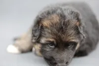 Purple (mid/long hair), a male German Shepherd Dog for sale in Chatsworth, GA – Photo 3 of 8