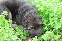Purple (mid/long hair), a male German Shepherd Dog for sale in Chatsworth, GA – Photo 6 of 8