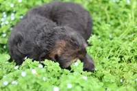 Purple (mid/long hair), a male German Shepherd Dog for sale in Chatsworth, GA – Photo 5 of 8