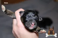 Purple (mid/long hair), a male German Shepherd Dog for sale in Chatsworth, GA – Photo 5 of 8