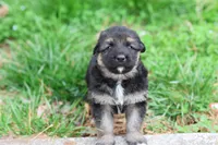 Purple (mid/long hair), a male German Shepherd Dog for sale in Chatsworth, GA – Photo 1 of 8