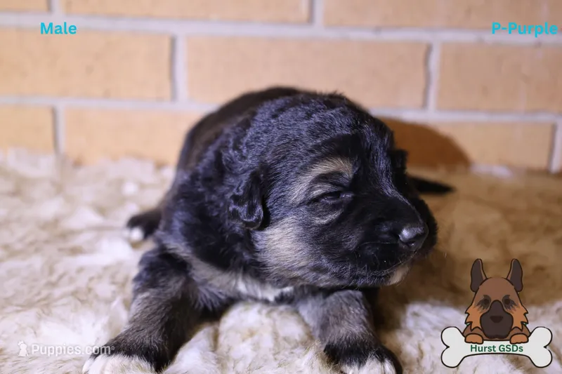 Purple (mid/long hair)