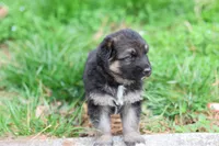 Purple (mid/long hair), a male German Shepherd Dog for sale in Chatsworth, GA – Photo 4 of 8