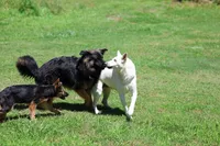 August  litter, a  German Shepherd Dog for sale in Chatsworth, GA – 6 of 6