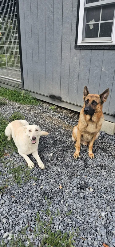 September litter – German Shepherd Dog puppy for sale in Chatsworth, GA