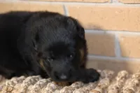 Black, a female German Shepherd Dog for sale in Chatsworth, GA – Photo 2 of 7