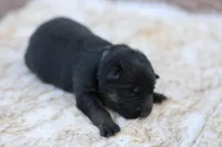 Black, a female German Shepherd Dog for sale in Chatsworth, GA – Photo 2 of 7