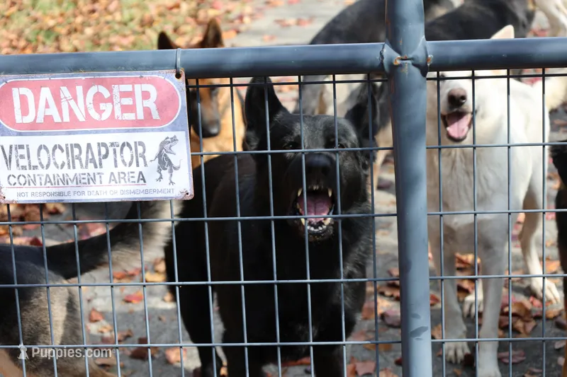 Black – German Shepherd Dog puppy for sale in Chatsworth, GA