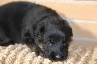 Black, a female German Shepherd Dog for sale in Chatsworth, GA – Photo 5 of 7