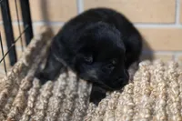 Black, a female German Shepherd Dog for sale in Chatsworth, GA – Photo 3 of 7