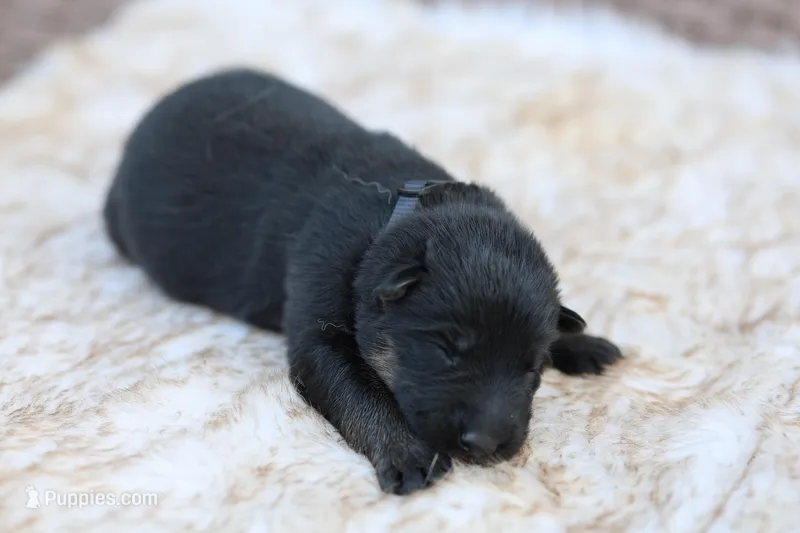 Black – German Shepherd Dog puppy for sale in Chatsworth, GA
