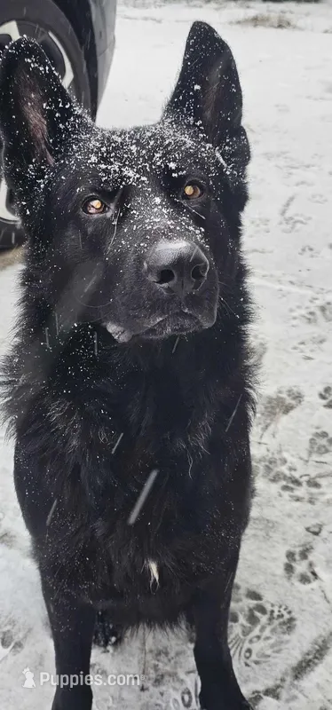 Black – German Shepherd Dog puppy on hold in Chatsworth, GA