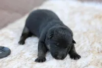 Black, a female German Shepherd Dog for sale in Chatsworth, GA – Photo 3 of 7