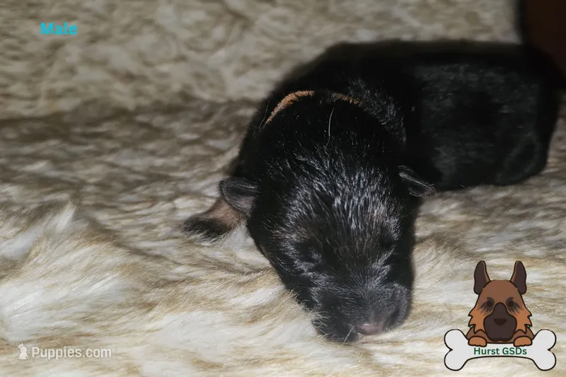 Brown Collar (long hair)
