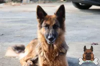 Brown Collar (long hair), a male German Shepherd Dog for sale in Chatsworth, GA – Photo 5 of 5