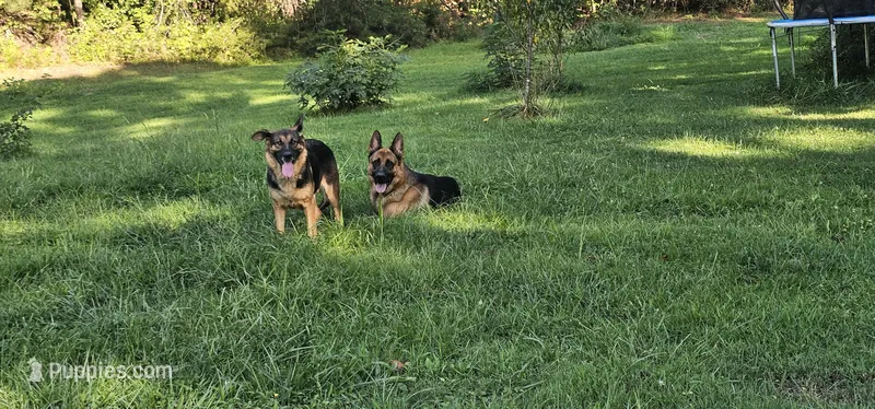Future litter  October 20th.  AKC – German Shepherd Dog puppy for sale in Chatsworth, GA