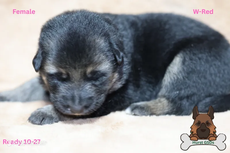 Red Collar – German Shepherd Dog puppy for sale in Chatsworth, GA