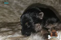 Green collar (long hair), a male German Shepherd Dog for sale in Chatsworth, GA – Photo 1 of 3