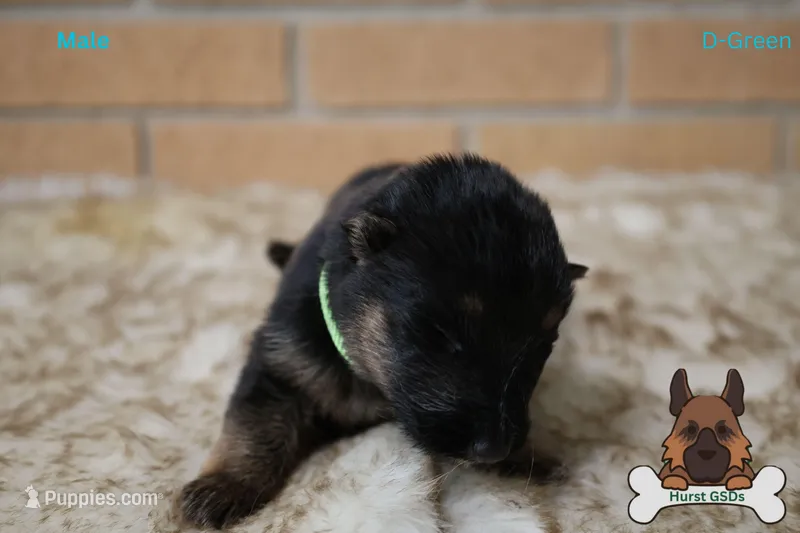 Green collar (long hair)