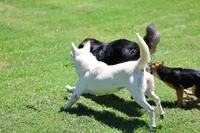 August  litter, a  German Shepherd Dog for sale in Chatsworth, GA – 3 of 6