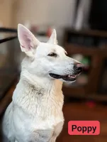 Pink, a female German Shepherd Dog for sale in Chatsworth, GA – Photo 7 of 8