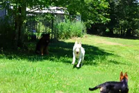 August  litter, a  German Shepherd Dog for sale in Chatsworth, GA – 4 of 6