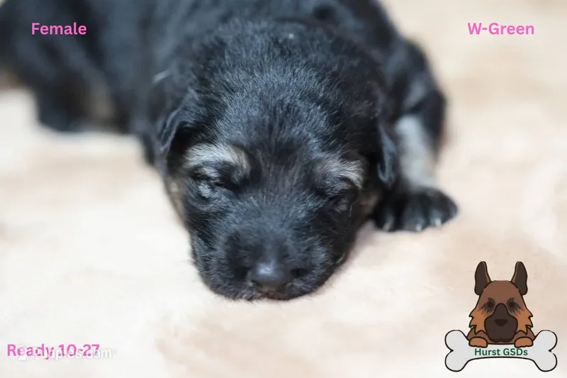 Green collar – German Shepherd Dog puppy for sale in Chatsworth, GA