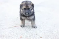 Blue  collar, a female German Shepherd Dog for sale in Chatsworth, GA – 1 of 9