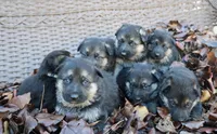 Future litter  October 20th.  AKC, a  German Shepherd Dog for sale in Chatsworth, GA – 8 of 8