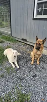 Orange collar, a female German Shepherd Dog for sale in Chatsworth, GA – 9 of 9