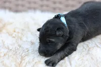 Blue, a female German Shepherd Dog for sale in Chatsworth, GA – Photo 2 of 8