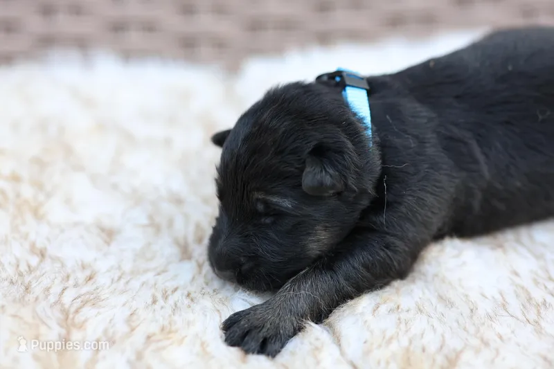 Blue – German Shepherd Dog puppy for sale in Chatsworth, GA