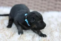 Blue, a female German Shepherd Dog for sale in Chatsworth, GA – Photo 3 of 8