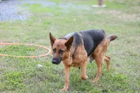 Blue, a female German Shepherd Dog for sale in Chatsworth, GA – Photo 8 of 8