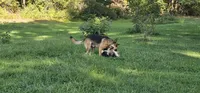 Future litter  October 20th.  AKC, a  German Shepherd Dog for sale in Chatsworth, GA – 3 of 8