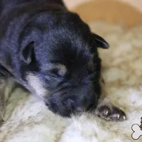 Purple collar (mid/long hair), a male German Shepherd Dog for sale in Chatsworth, GA – Photo 4 of 8