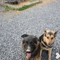 Purple collar (mid/long hair), a male German Shepherd Dog for sale in Chatsworth, GA – Photo 7 of 8