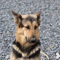 Purple collar (mid/long hair), a male German Shepherd Dog for sale in Chatsworth, GA – Photo 6 of 8
