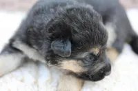 Purple collar (long hair), a male German Shepherd Dog for sale in Chatsworth, GA – Photo 4 of 7