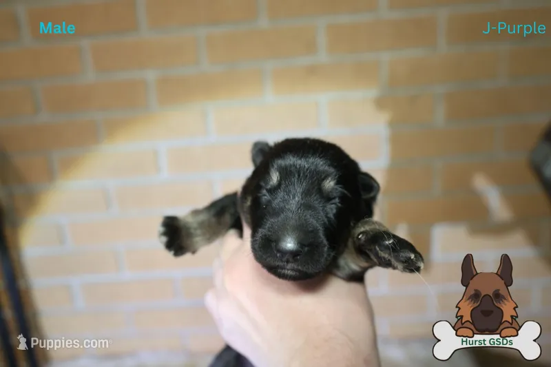 Purple collar (mid/long hair)
