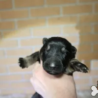 Purple collar (mid/long hair), a male German Shepherd Dog for sale in Chatsworth, GA – Photo 1 of 8