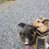 Purple collar (mid/long hair), a male German Shepherd Dog for sale in Chatsworth, GA – Photo 8 of 8