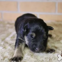 Purple collar (mid/long hair), a male German Shepherd Dog for sale in Chatsworth, GA – Photo 2 of 8