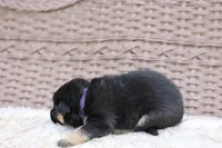 Purple collar (long hair), a male German Shepherd Dog for sale in Chatsworth, GA – Photo 3 of 7