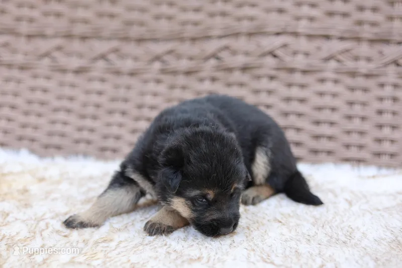Purple collar (long hair) – German Shepherd Dog puppy for sale in Chatsworth, GA