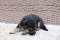 Purple collar (long hair), a male German Shepherd Dog for sale in Chatsworth, GA – Photo 1 of 7