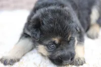 Purple collar (long hair), a male German Shepherd Dog for sale in Chatsworth, GA – Photo 2 of 7