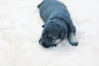 Orange collar, a female German Shepherd Dog for sale in Chatsworth, GA – 4 of 9